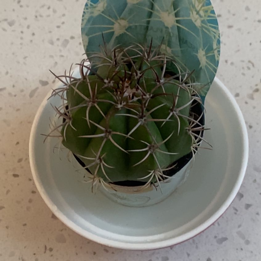 Photo of the plant species Melocactus azureus by @FoxyLungwort32 named Gus on Greg, the plant care app