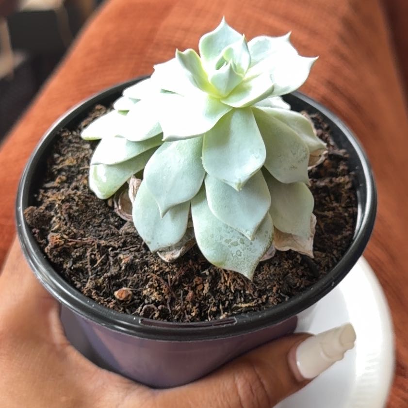 Photo of the plant species Peacock Echeveria by @AbundantDuwei5 named Athena on Greg, the plant care app