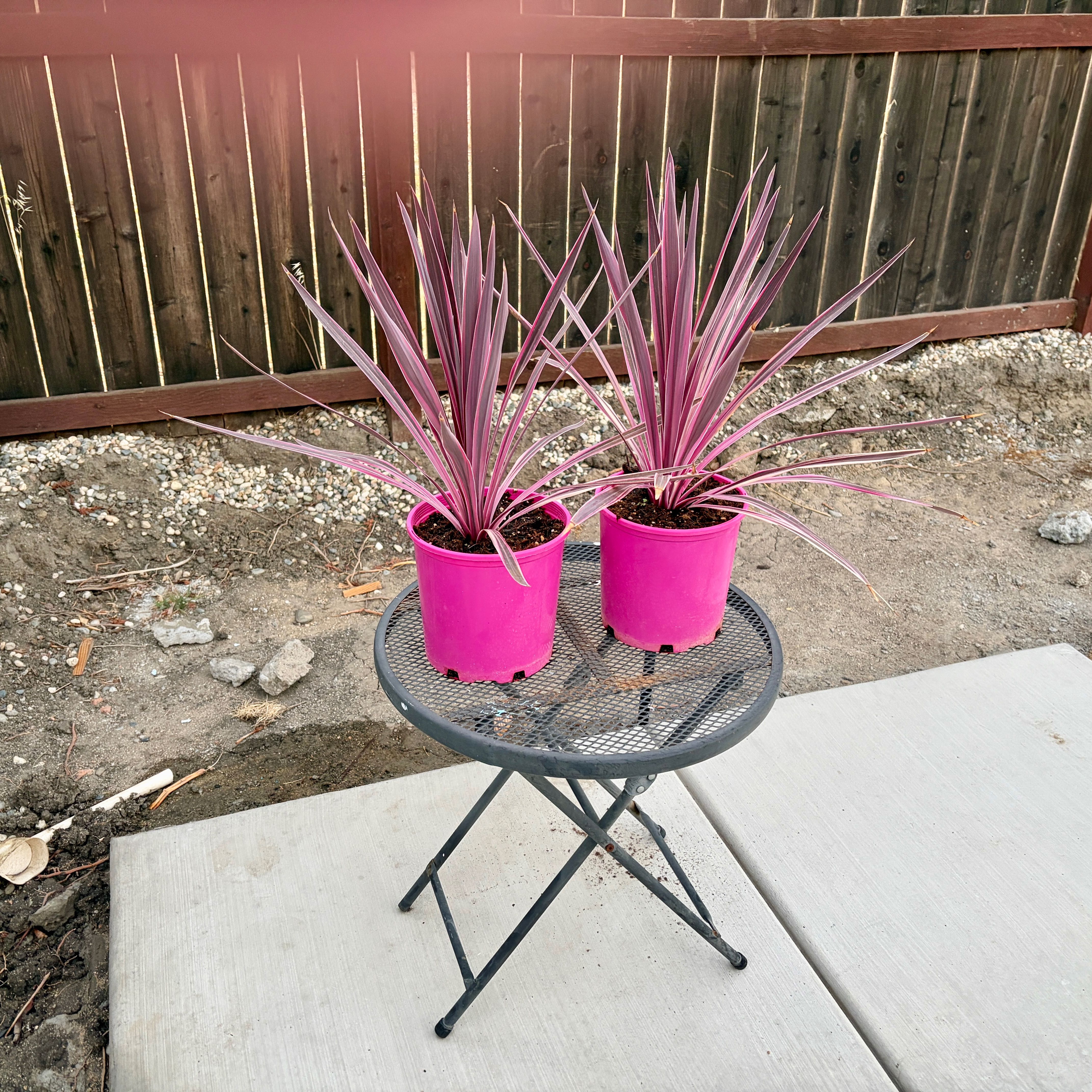 Photo of the plant species Pink Dreams by @AdmiredRedlion5 named Willow on Greg, the plant care app