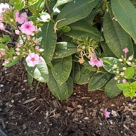 Photo of the plant species Peppermint Twist by @TidyPothos53 named Lola on Greg, the plant care app