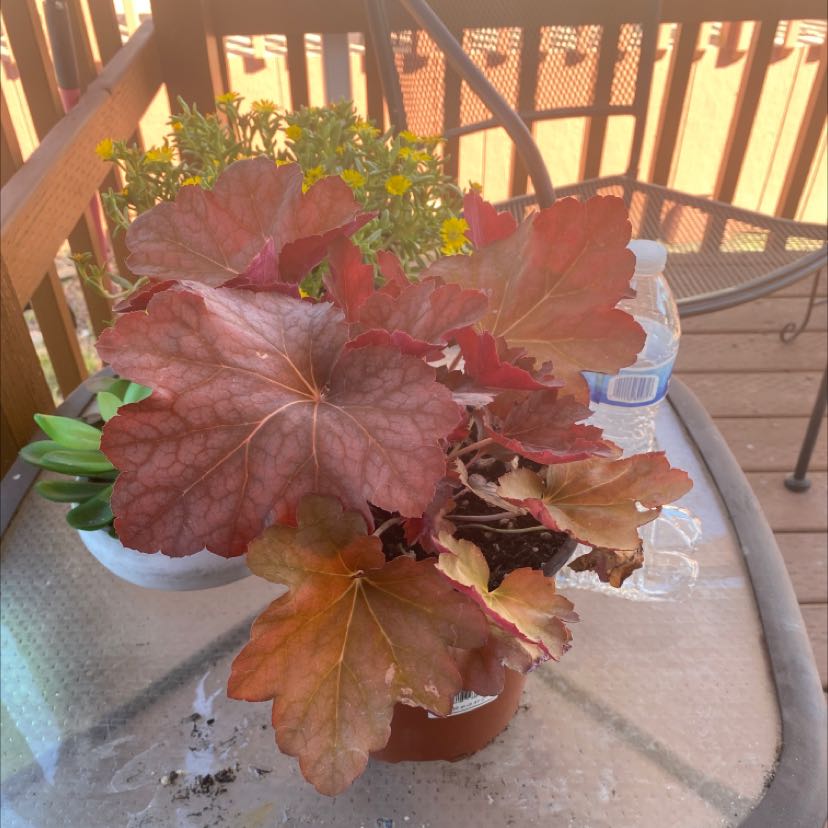 Potted Coral Bells plant with reddish-brown leaves on a glass table with other plants and a water bottle.