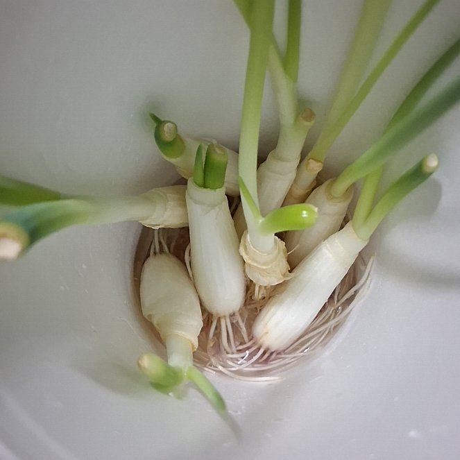 Photo of the plant species Green Onion by @MuscularPurei66 named Gates on Greg, the plant care app