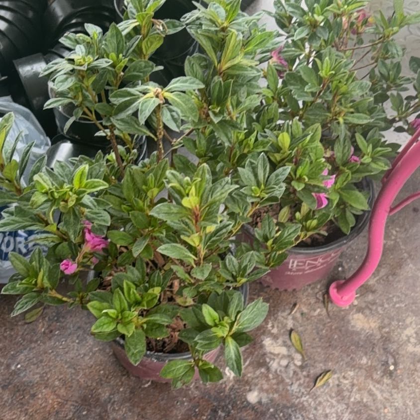 Photo of the plant species Azelea by @ElderCarrot13 named AZ on Greg, the plant care app