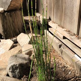 Photo of the plant species Common Scouring-Rush by @HipBearsear6 named Clooney on Greg, the plant care app