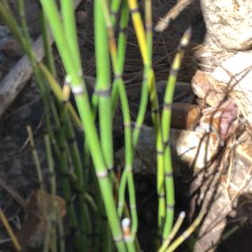 Photo of the plant species Common Scouring-Rush by @HipBearsear6 named Harry on Greg, the plant care app