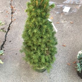 Photo of the plant species Dwarf Alberta Spruce by @HipBearsear6 named Denali on Greg, the plant care app