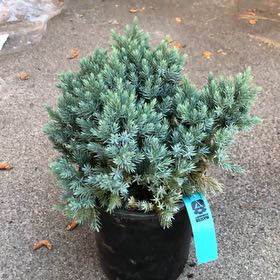 Photo of the plant species Blue Star Juniper by @HipBearsear6 named Scarlett on Greg, the plant care app