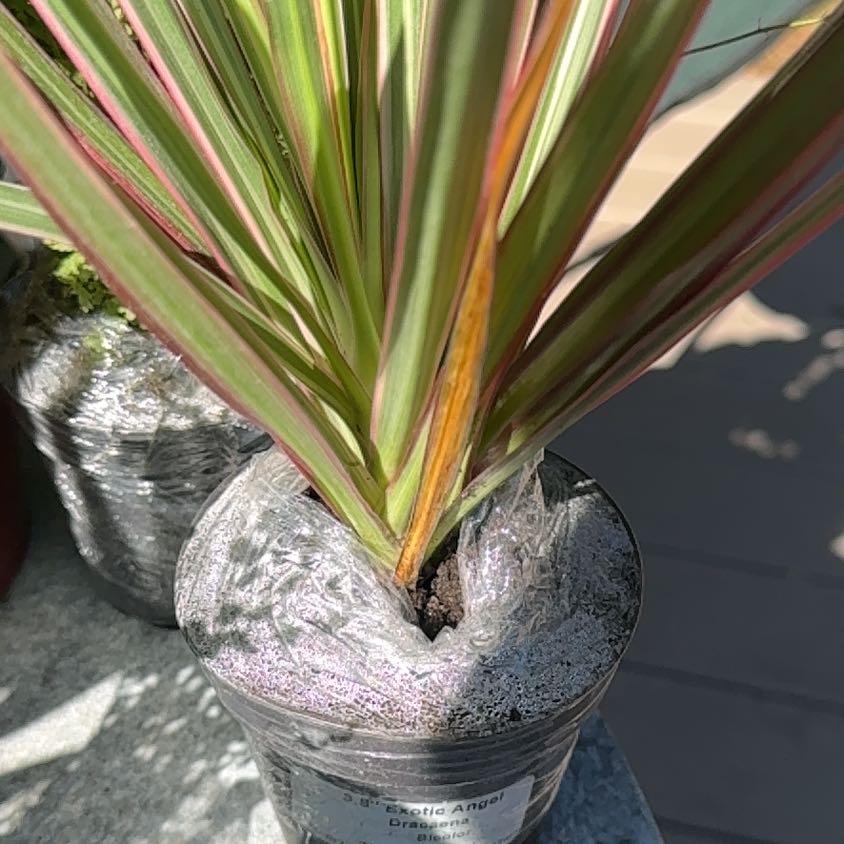 Photo of the plant species Madagascar Dragon Tree by @TidyViolet46 named Captain Plant-it on Greg, the plant care app