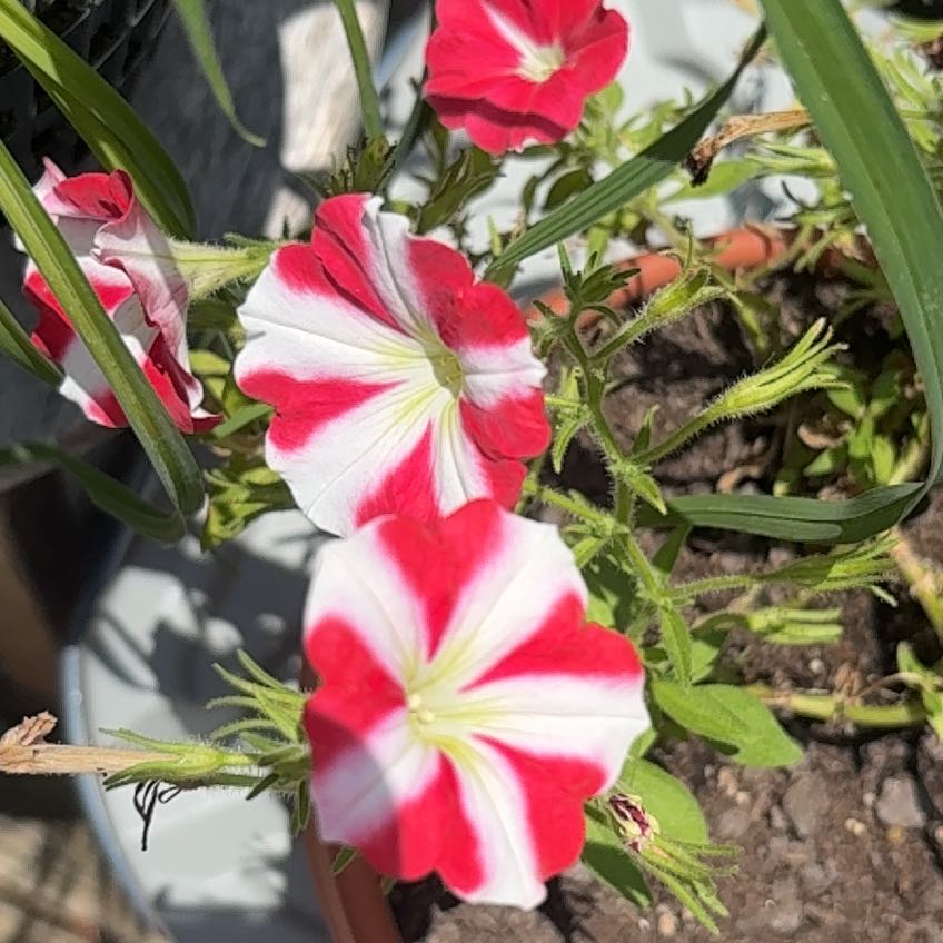 Photo of the plant species Petunia by @PurelyRedbush22 named Bodhi on Greg, the plant care app