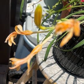 Photo of the plant species Yellow Daylily by @PurelyRedbush22 named ChloroPhil on Greg, the plant care app
