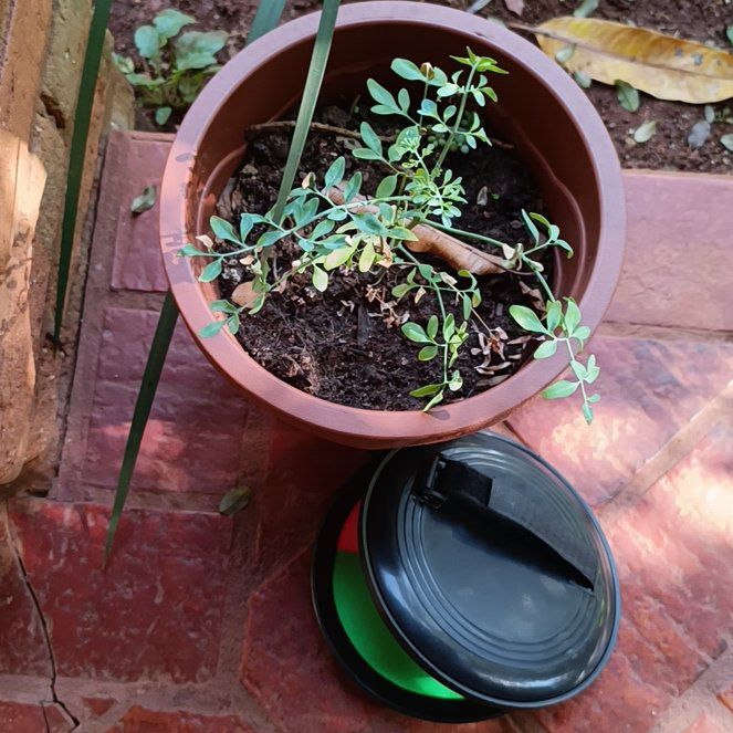 Photo of the plant species Common Rue by @RealCocoplum9 named Lebron on Greg, the plant care app