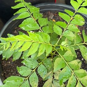 Photo of the plant species Curry Tree by @IdolOrpine30 named Walt on Greg, the plant care app