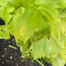Photo of the plant species Leaf Celery by @IdolOrpine30 named Maya on Greg, the plant care app