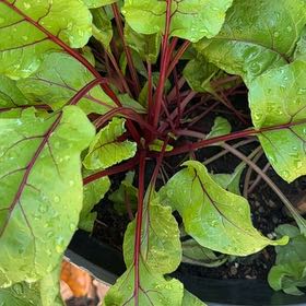 Photo of the plant species Beta Vulgaris by @IdolOrpine30 named Captain Plant-it on Greg, the plant care app