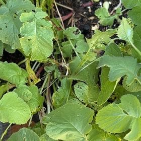 Photo of the plant species Cultivated Radish by @IdolOrpine30 named Duke on Greg, the plant care app