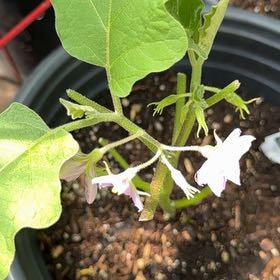 Photo of the plant species Eggplant by @IdolOrpine30 named Emerson on Greg, the plant care app