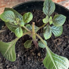 Photo of the plant species Speckled Spur Flower by @IdolOrpine30 named Prince on Greg, the plant care app
