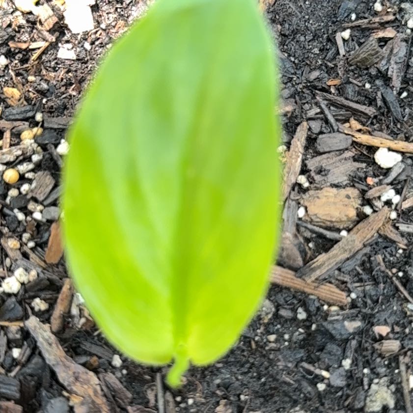 Photo of the plant species Canada Mayflower by @IdolOrpine30 named Eva on Greg, the plant care app