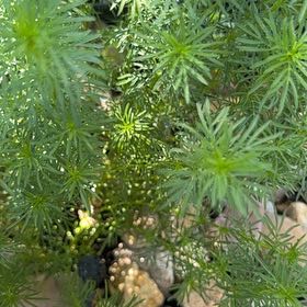 Photo of the plant species Cypress Spurge by @IdolOrpine30 named Bruce Lee on Greg, the plant care app