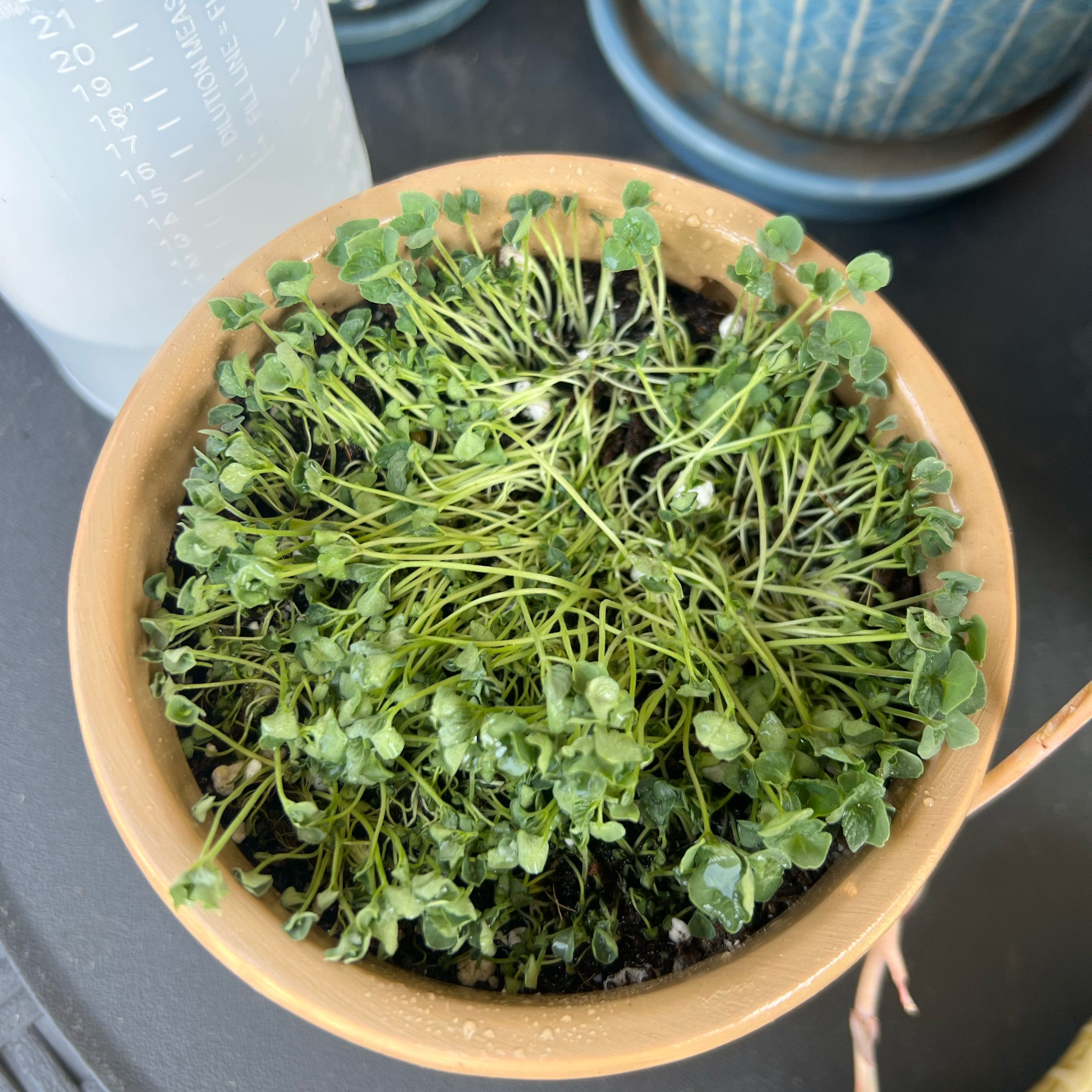 Photo of the plant species Chia by @FlashyCowbane45 named Aristotle on Greg, the plant care app