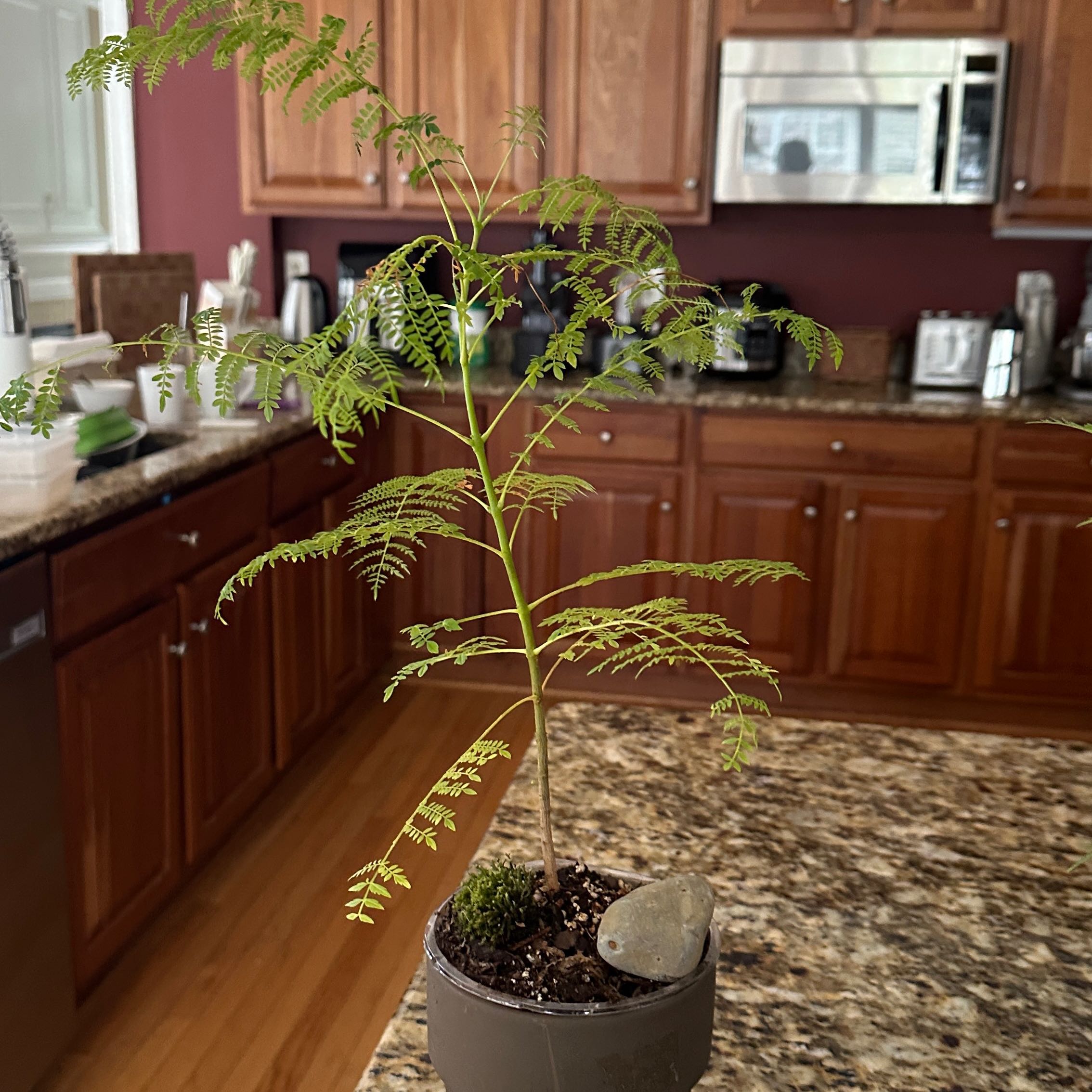 Photo of the plant species Jacaranda by @KeyPersia18 named Lebron on Greg, the plant care app