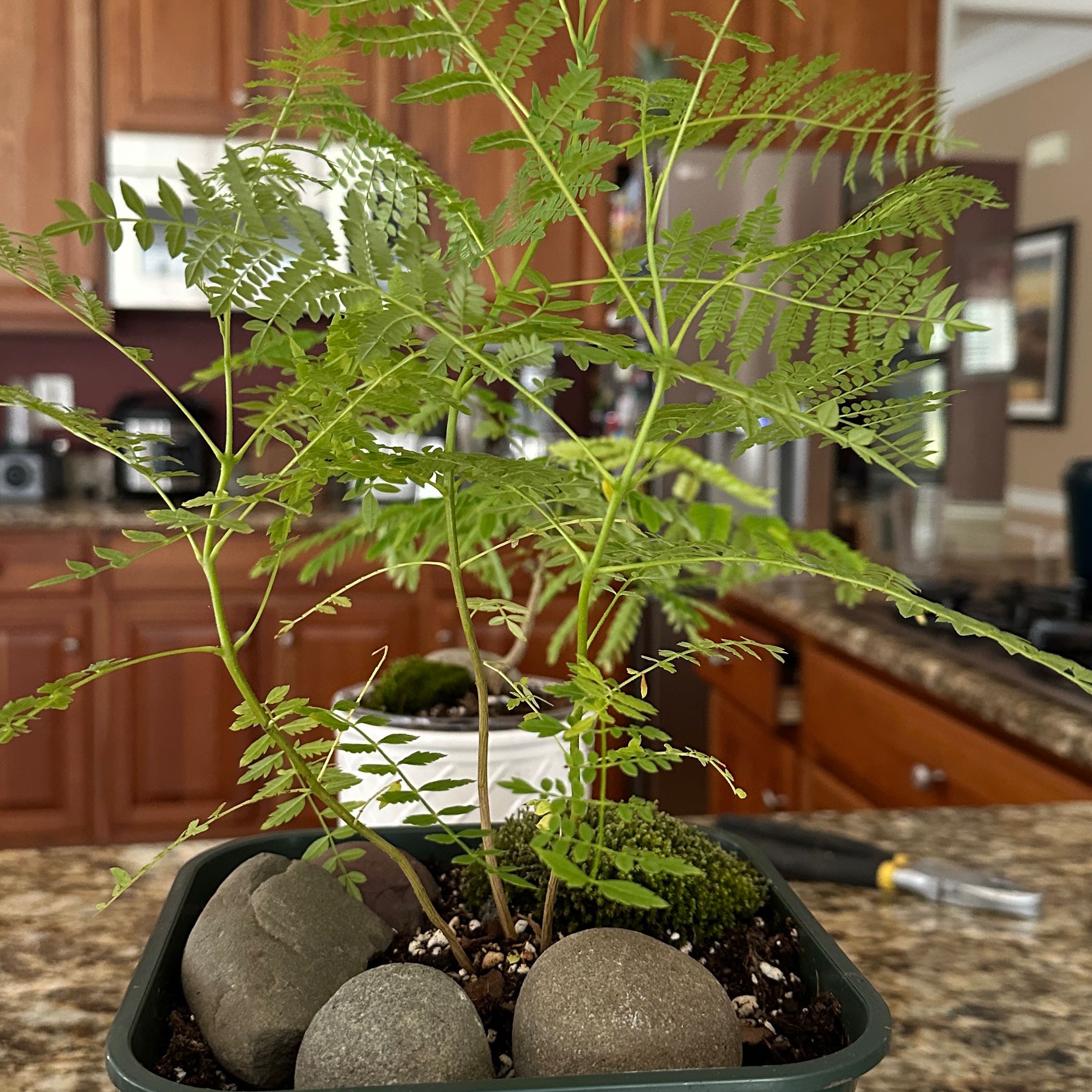 Photo of the plant species Jacaranda by @KeyPersia18 named Bieber on Greg, the plant care app