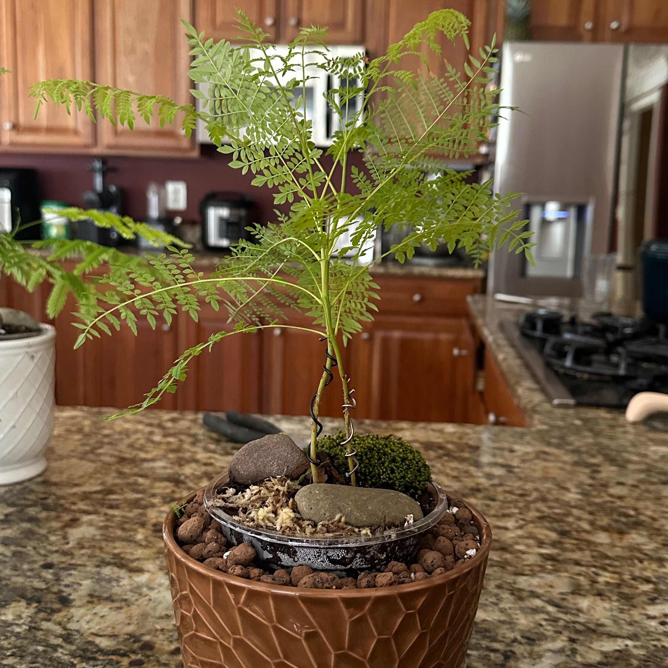 Photo of the plant species Jacaranda by @KeyPersia18 named Hemingway on Greg, the plant care app