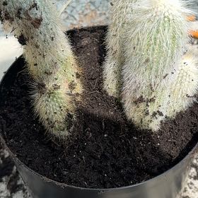 Photo of the plant species Oreocleisto 'Yeti' by @JollyAgarito32 named Sir Plancelot on Greg, the plant care app