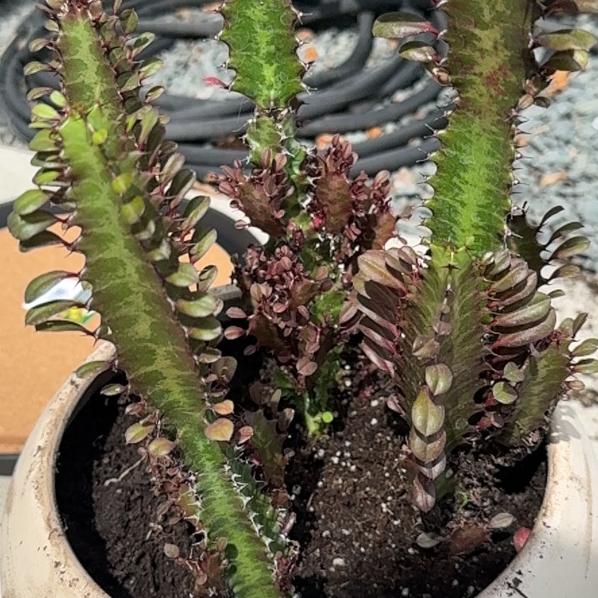 Photo of the plant species Royal Red by @JollyAgarito32 named Tolkien on Greg, the plant care app
