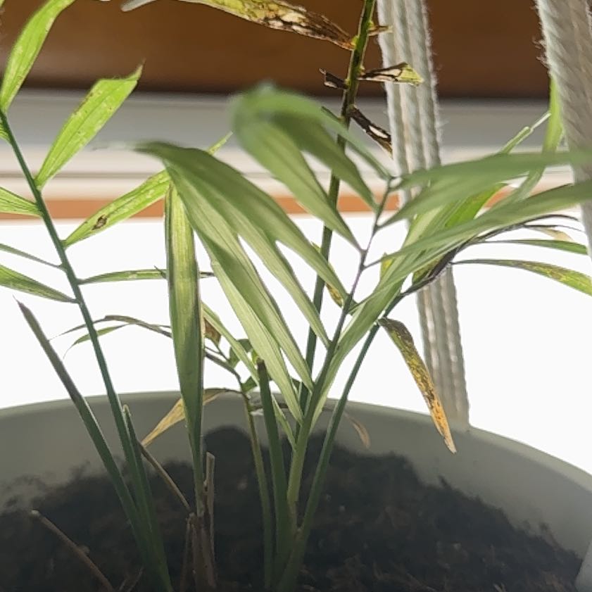 Photo of the plant species Scarlet Milkweed by @LordComet11 named Rihanna on Greg, the plant care app