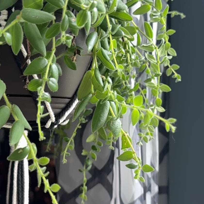 Photo of the plant species Lipstick plant 'Japhrolepsis' by @MightyKiekie45 named Naomi on Greg, the plant care app