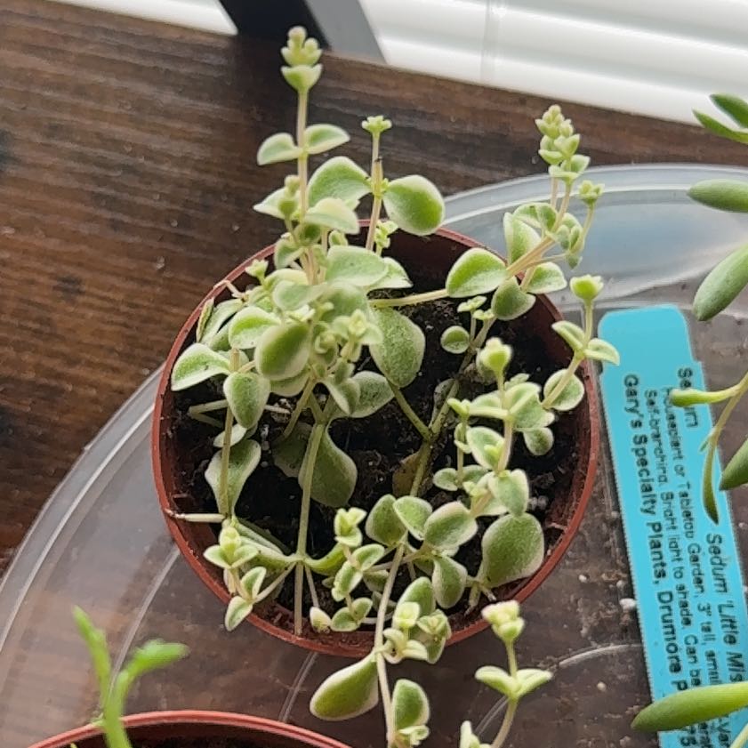 Photo of the plant species Sedum 'Little Missy' by @MightyKiekie45 named Cleopatra on Greg, the plant care app