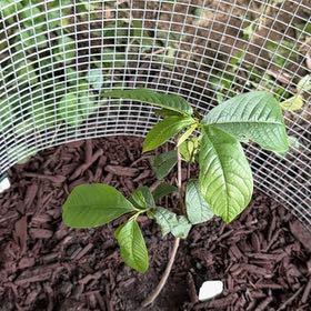 Photo of the plant species Pawpaw by @DifferentTule65 named Figyonce on Greg, the plant care app