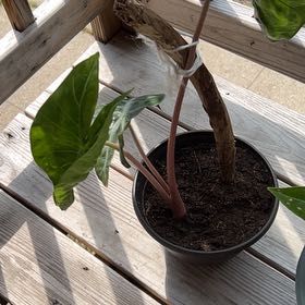 Photo of the plant species Pink Dragon by @HelpmateLemon64 named Surya on Greg, the plant care app