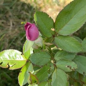 Photo of the plant species Alpine Rose by @AliveSagopalm38 named Terra on Greg, the plant care app