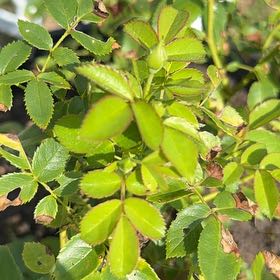 Photo of the plant species Multiflora Rose by @AliveSagopalm38 named Tolkien on Greg, the plant care app