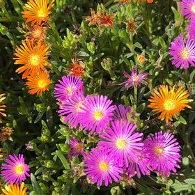 Photo of the plant species Livingstone Daisy by @AliveSagopalm38 named Sonora on Greg, the plant care app