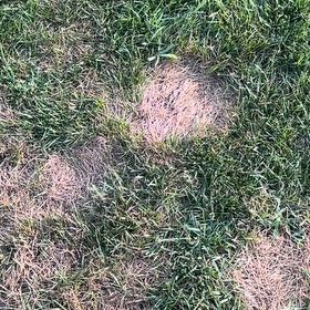 Photo of the plant species Kentucky Bluegrass by @AliveSagopalm38 named Muhammad Ali on Greg, the plant care app