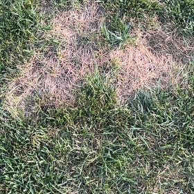 Photo of the plant species Kentucky Bluegrass by @AliveSagopalm38 named Robert Plant on Greg, the plant care app