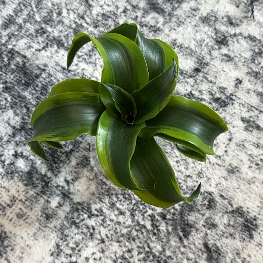 Photo of the plant species Dracaena 'Tornado' by @AdmiredRedwood1 named Rosa on Greg, the plant care app