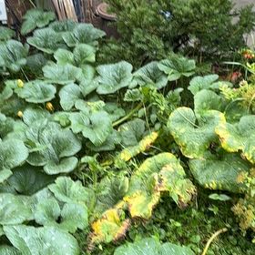 Photo of the plant species Pumpkin by @HipHoupara57 named Penny on Greg, the plant care app