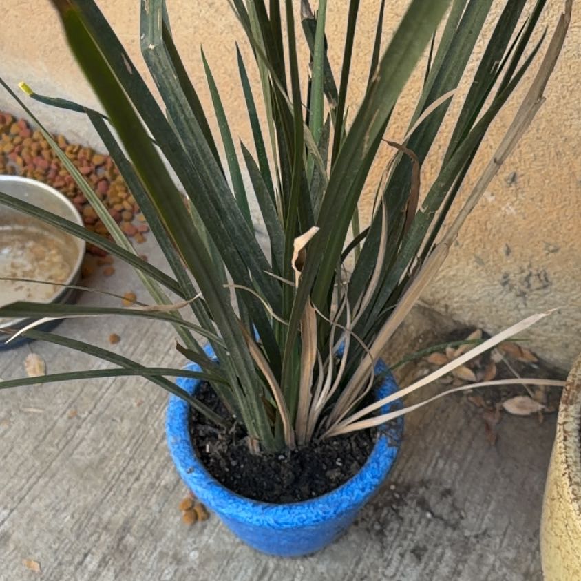 Photo of the plant species Typha Latifolia by @IconMakura7 named Miley on Greg, the plant care app