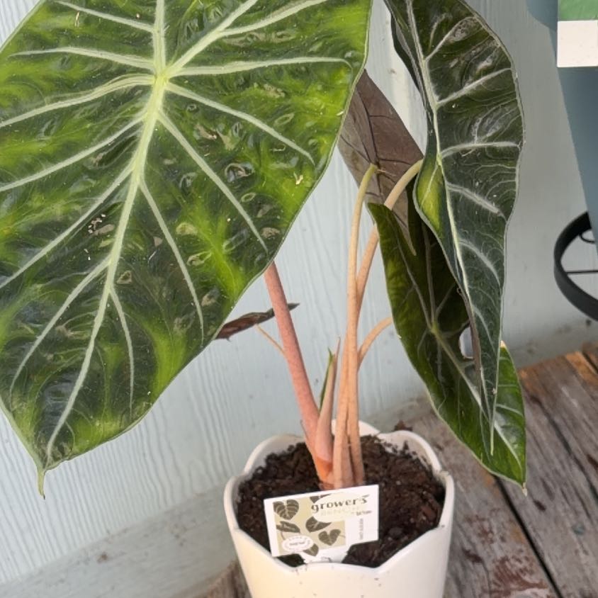Photo of the plant species Fancy Alocasia by @TryBuroak18 named Messi on Greg, the plant care app