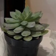 Photo of the plant species Sedeveria 'Lilac Mist' by @VocalTanekaha67 named Oscar on Greg, the plant care app