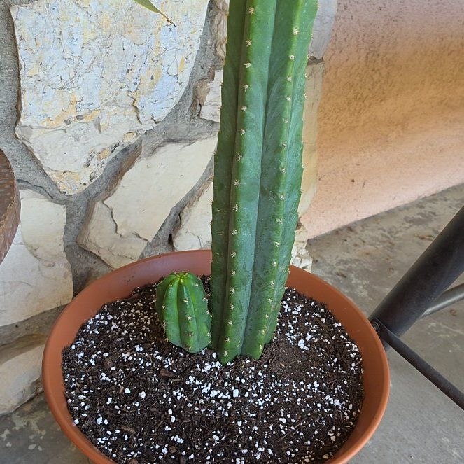 Photo of the plant species San Pedro Cactus by @ZingyRoussea18 named Munay on Greg, the plant care app