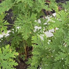 Photo of the plant species Citronella (anti-mosquito plant) by @StoriedLychee64 named Aria on Greg, the plant care app