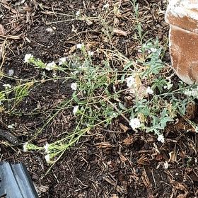 Photo of the plant species Sweet Alyssum by @HotTule15 named Aristotle on Greg, the plant care app