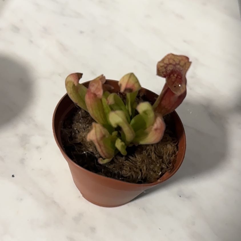 Photo of the plant species Purple Pitcher Plant by @HonestBuroak24 named Drake on Greg, the plant care app