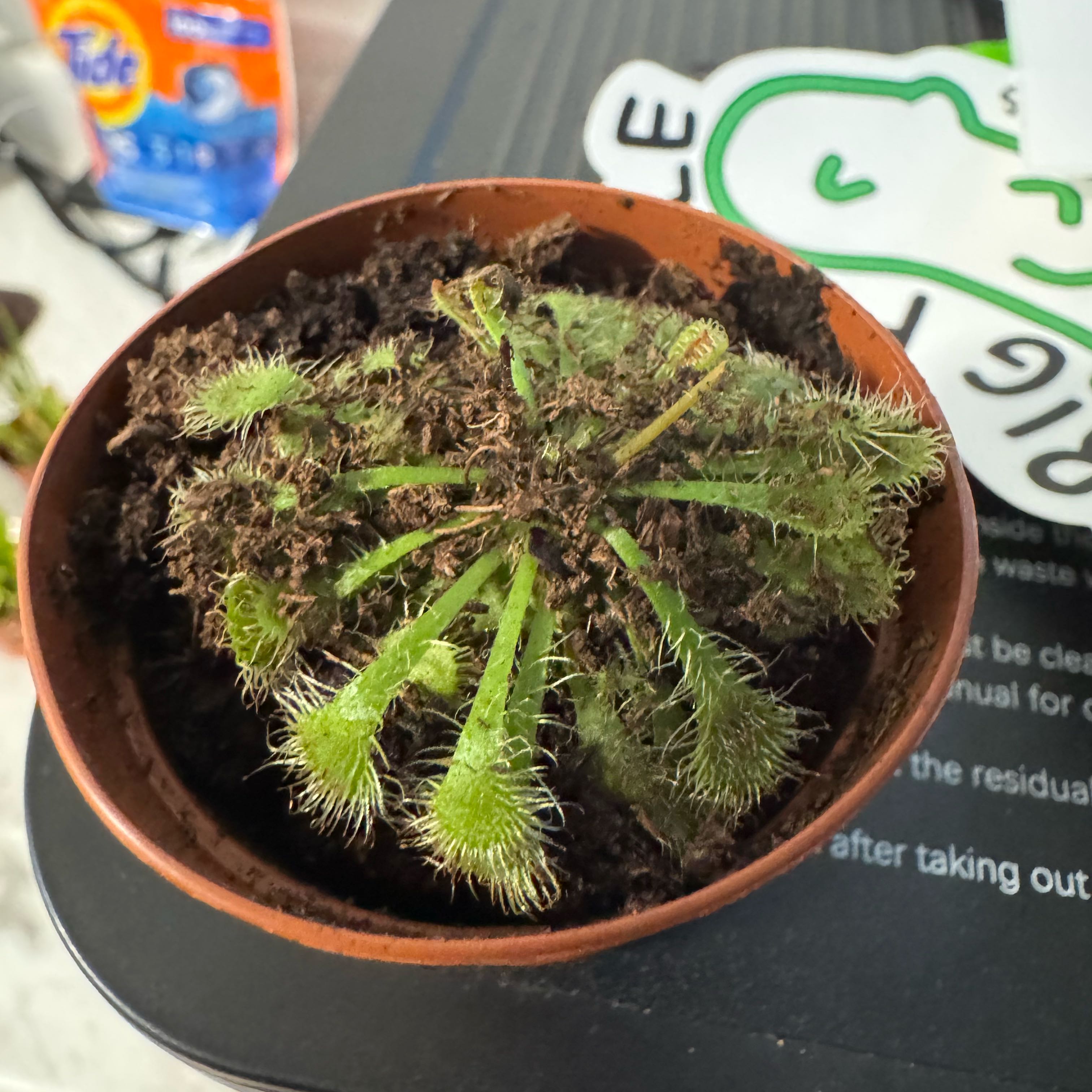 Photo of the plant species Spoon-Leaved Sundew by @HonestBuroak24 named Harper on Greg, the plant care app