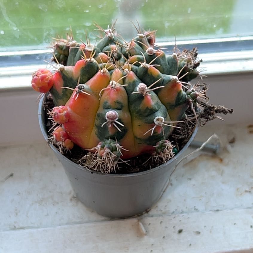 Photo of the plant species Texas Barrel Cactus by @PetBlinks90 named Beckham on Greg, the plant care app